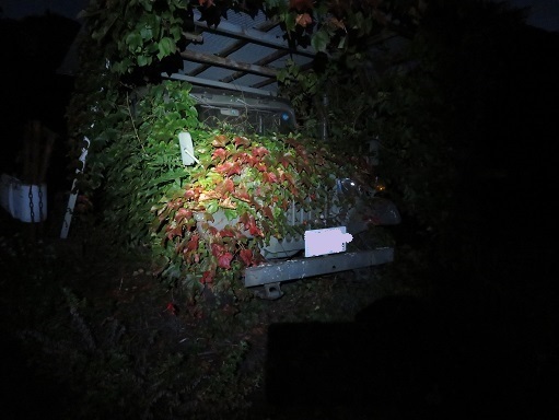 高根山住常光寺 葉っぱに覆われたジープ.jpg