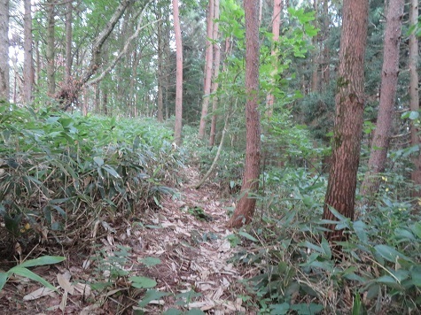 鳩 10分ほど登ると 何と登山道に.jpg