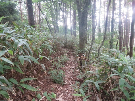 鳩 さて帰る 登山道があり道通り進む.jpg