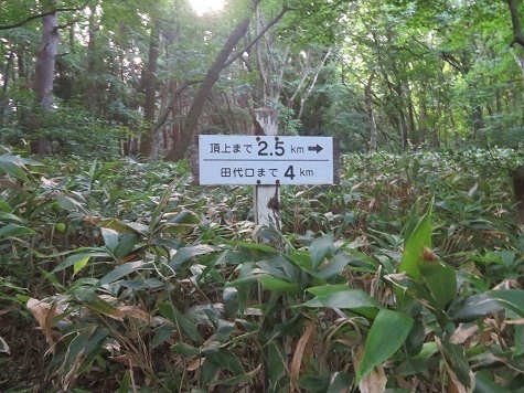 鳩 分岐.jpg