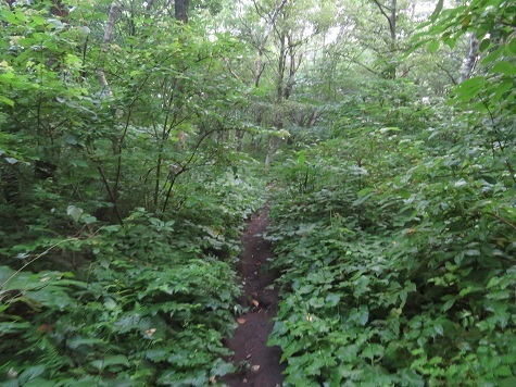 鳩 登山道.jpg
