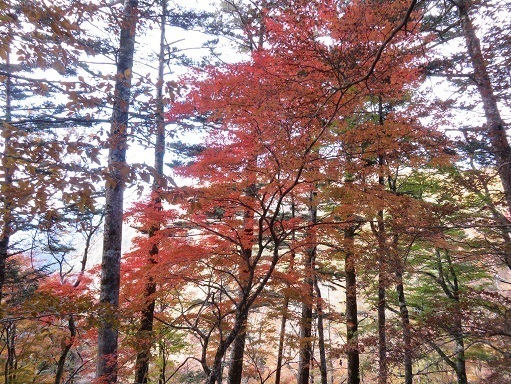 麻布山~バラ谷 この辺りも紅葉が良い.jpg