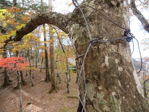麻布山~バラ谷 さらに標識が付けてあった針金痕も発見!.jpg
