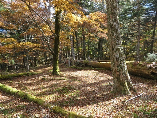 麻布山~バラ谷 まるでテント場として存在してるみたい.jpg