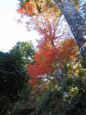 麻布山~バラ谷 天気も回復 紅葉も良いよ.jpg