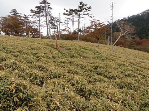 麻布山~バラ谷 急な降りを慎重に降って登り返すと・・・.jpg