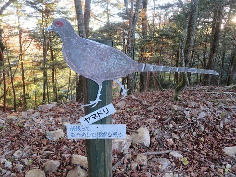 麻布山~バラ谷 次の大ハカ山を目指す.jpg