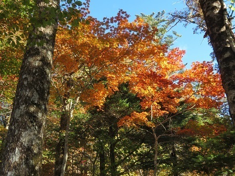 麻布山~バラ谷 深南部なかなか紅葉良い感じ.jpg