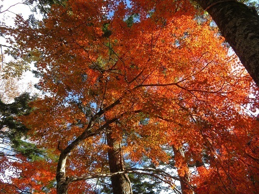 麻布山~バラ谷 紅葉3.jpg