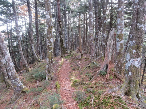 麻布山~バラ谷 道は分かりやすい.jpg