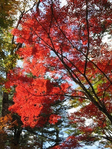 麻布山~バラ谷 頭上にも紅一色.jpg