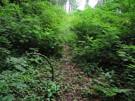 黒森山 さて来た道を戻ります.jpg